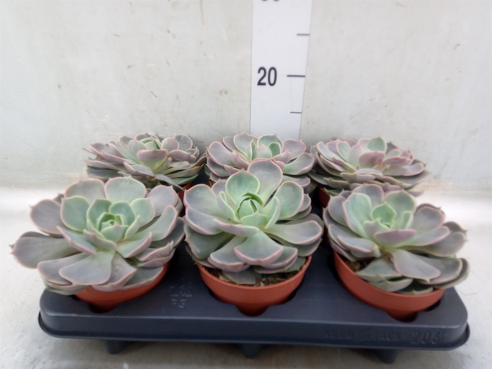 <h4>Echeveria  'Lotus'</h4>