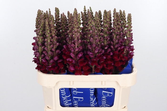 <h4>Antir Antibes Red</h4>