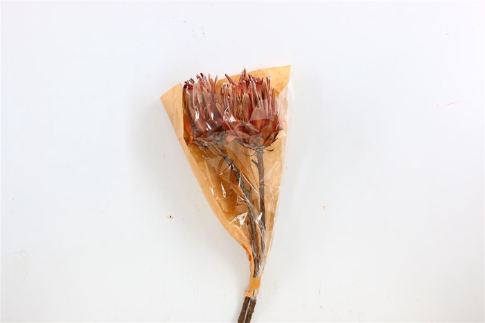 <h4>Dried Protea Lancelot 2pcs Bunch</h4>