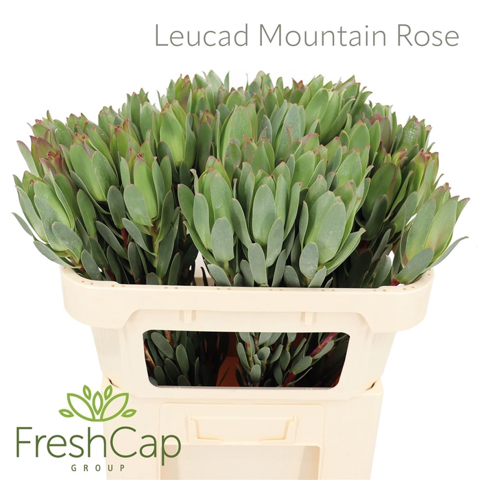 Leucad Mountain Rose