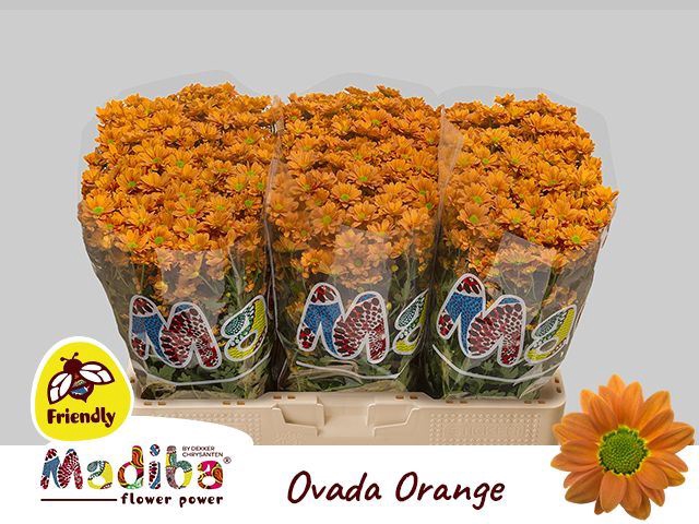 <h4>Chr San Madiba Ovada Orange</h4>