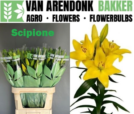 <h4>LI LA SCIPIONE</h4>