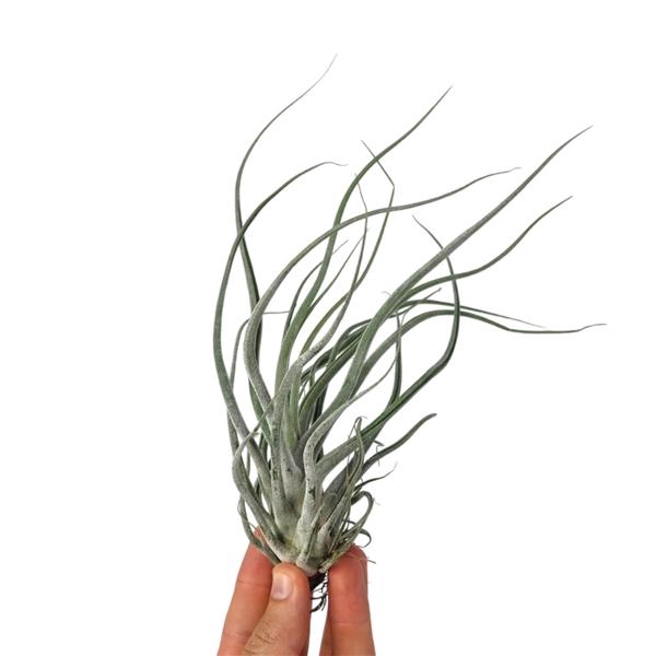 <h4>Tillandsia Ehlersiana</h4>
