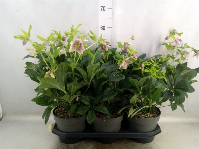 <h4>Helleborus  'Viv Eloisa'</h4>