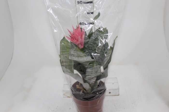 <h4>AECHMEA FASCIATA P17</h4>