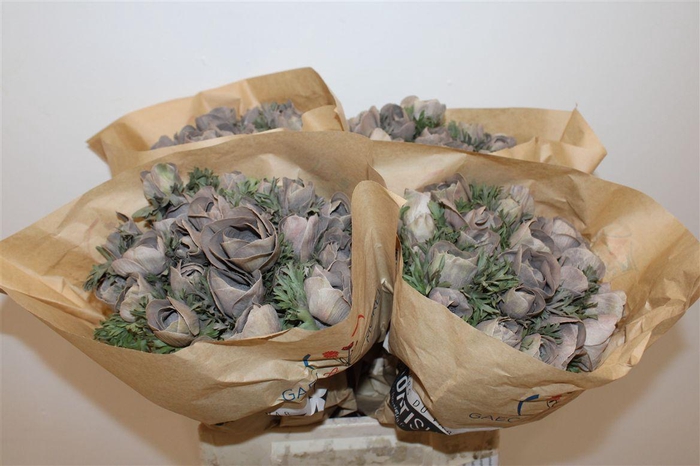 <h4>Anem Marianne Powder Brown</h4>