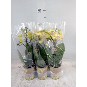 Phalaenopsis multi. 'Ant Lima'