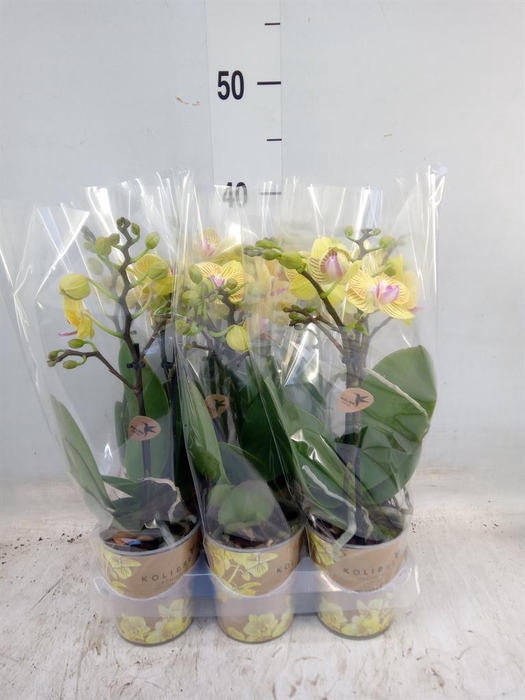 <h4>Phalaenopsis multi. 'Ant Lima'</h4>