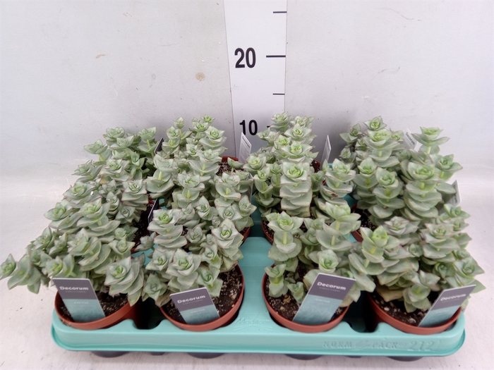 <h4>Crassula perforata</h4>