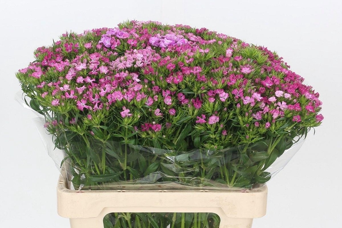 <h4>DI BARB AM ROSE</h4>