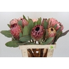 Protea Barbigera Air