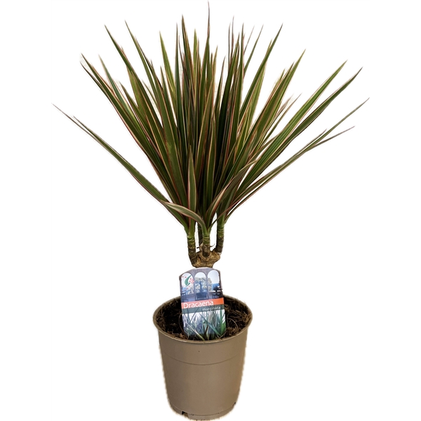 <h4>Dracaena bicolor</h4>
