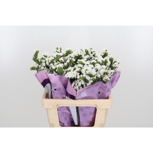 Limon S Silver Sun Birds White