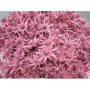 Eryn Orion Rose L50