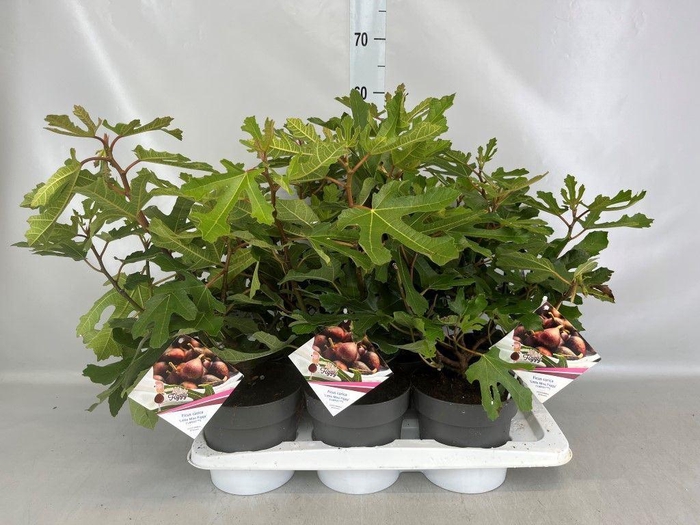 <h4>Ficus carica</h4>
