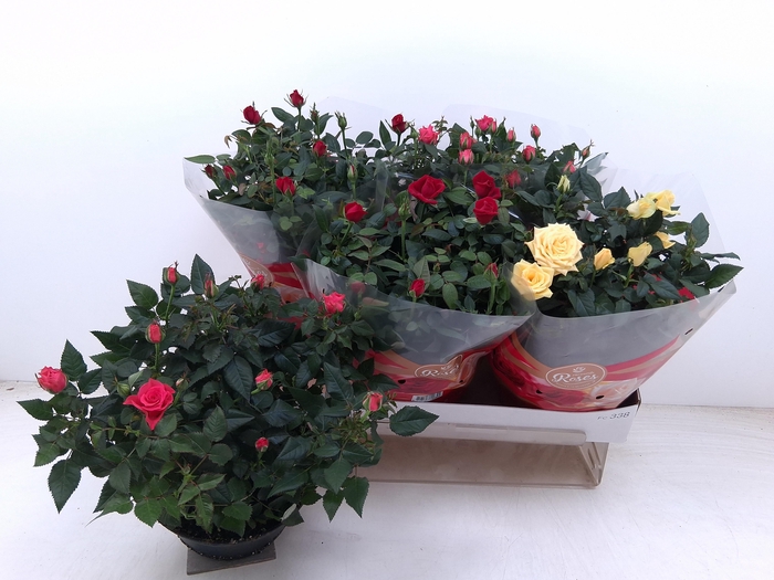 <h4>RO FAV RO GEM 3 SRT</h4>