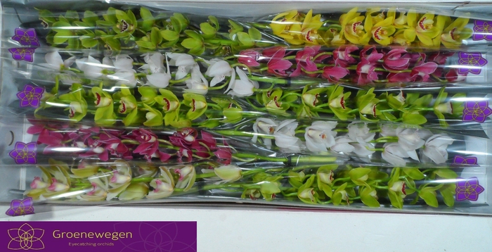 <h4>CYMB MI GEM</h4>