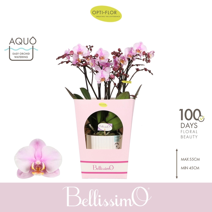 <h4>Bellissimo Angelo in Molise White Aquo Giftbox</h4>