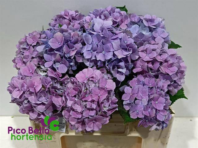 <h4>HYDR M ROY BENEFIT</h4>