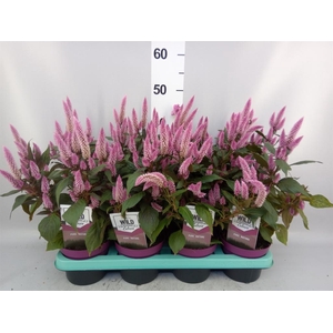 Celosia spic. 'Wild Pink'
