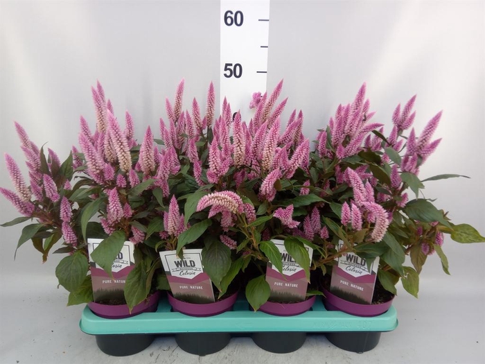 <h4>Celosia spic. 'Wild Pink'</h4>