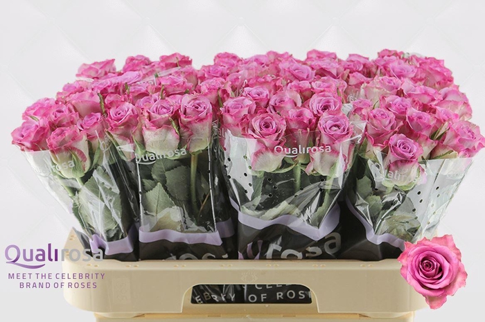 <h4>R Gr Thriller</h4>