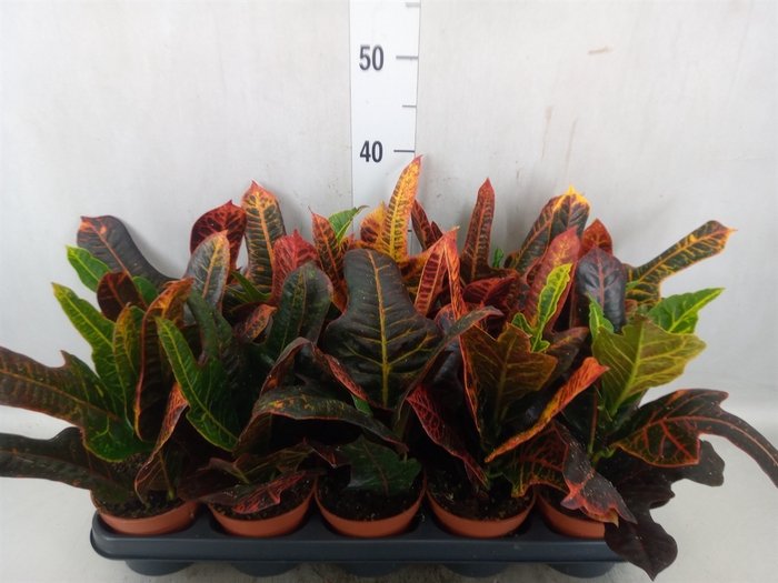 Codiaeum var. GR 'Excellent'