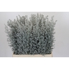Kochia (Maireana Sedifolia)