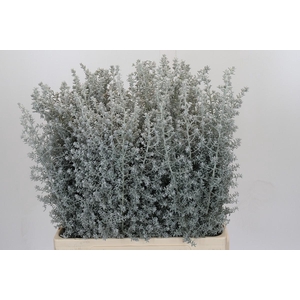 Kochia (Maireana Sedifolia)