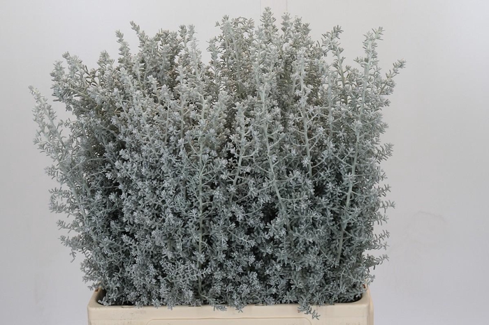 <h4>Kochia (Maireana Sedifolia)</h4>