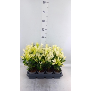 Euonymus japon. 'Paloma Blanca'