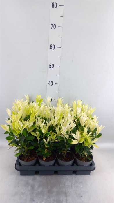 <h4>Euonymus japon. 'Paloma Blanca'</h4>