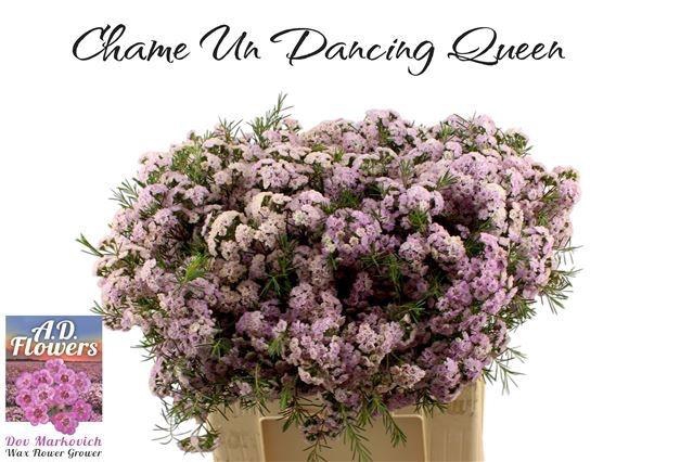 <h4>CHAME UN DANC QUEEN</h4>