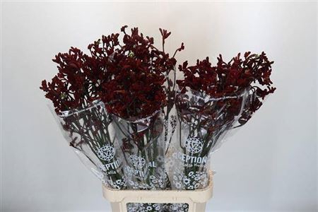 <h4>Anigoz Early Spring</h4>
