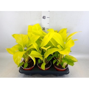Philodendron  'Malay Gold'