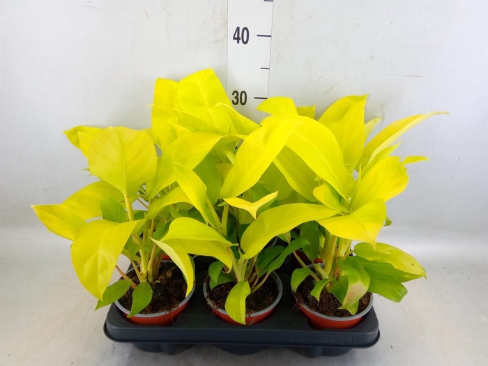 <h4>Philodendron  'Malay Gold'</h4>