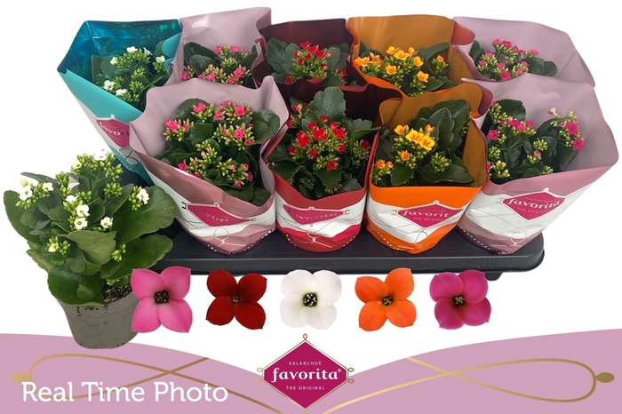 <h4>KAL EN GEM 6 KL</h4>