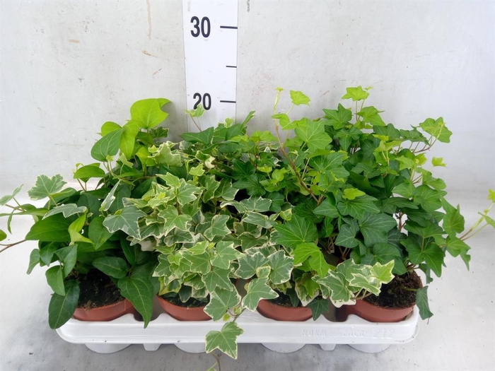 <h4>Hedera   ...mix</h4>