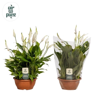 Spathiphyllum Chopin - 17 cm schaal Air So Pure