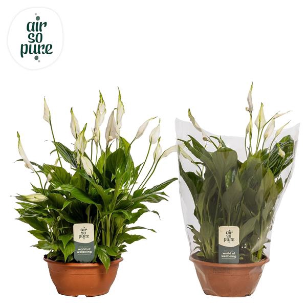 <h4>Spathiphyllum Chopin - 17 cm schaal Air So Pure</h4>