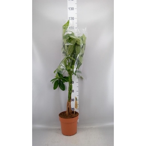 Pachira aquatica