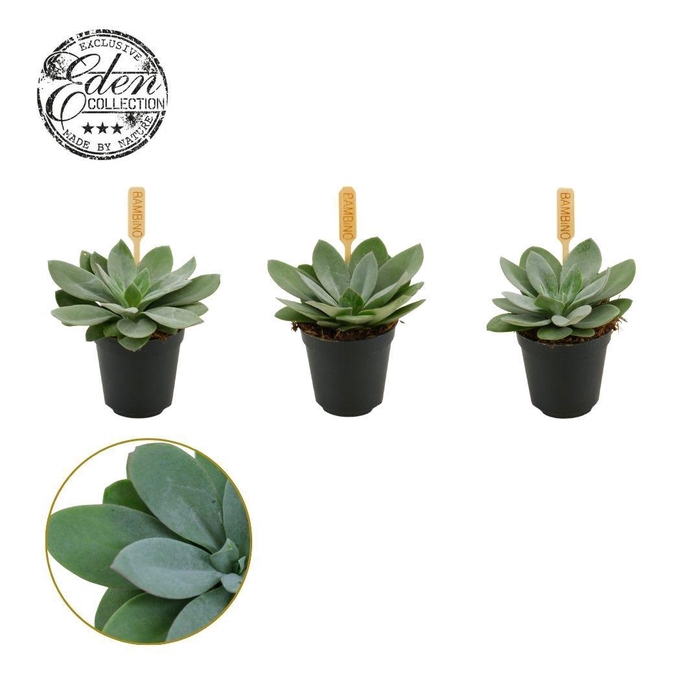 <h4>Senecio Cephalophorus 5,5cm</h4>