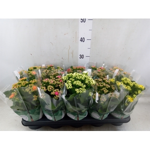 Kalanchoe blos. 'Rosalina'  ..mix 6