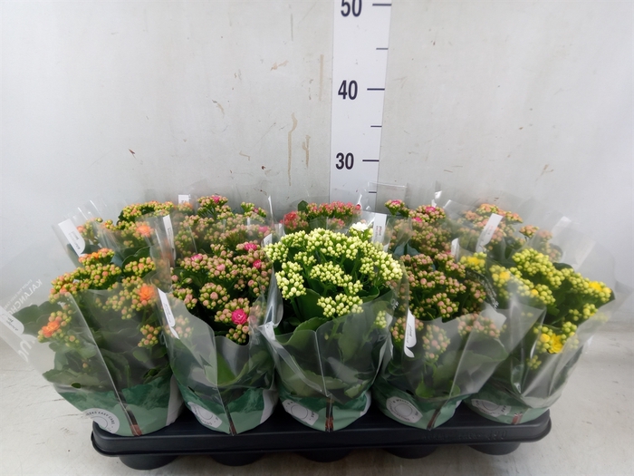 <h4>Kalanchoe blos. 'Rosalina'  ..mix 6</h4>