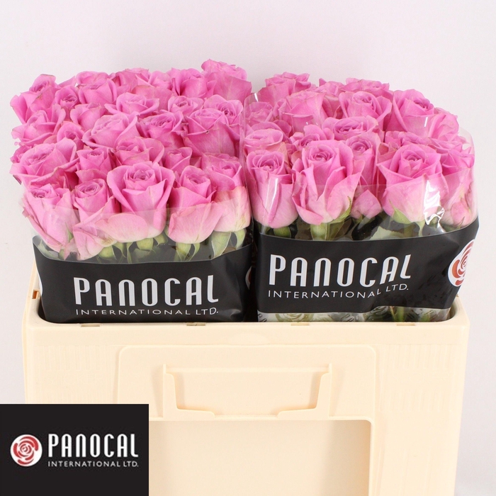 <h4>R GR CHARLIZE!</h4>