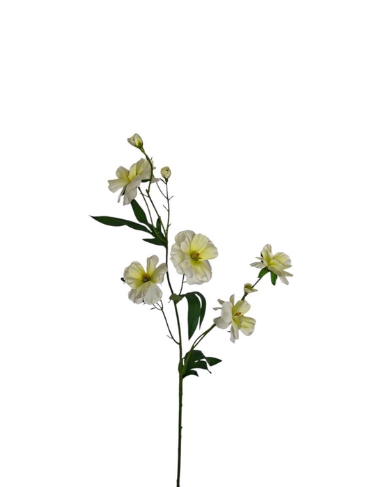 <h4>AF Ranunculus butt. x6 L75cm</h4>