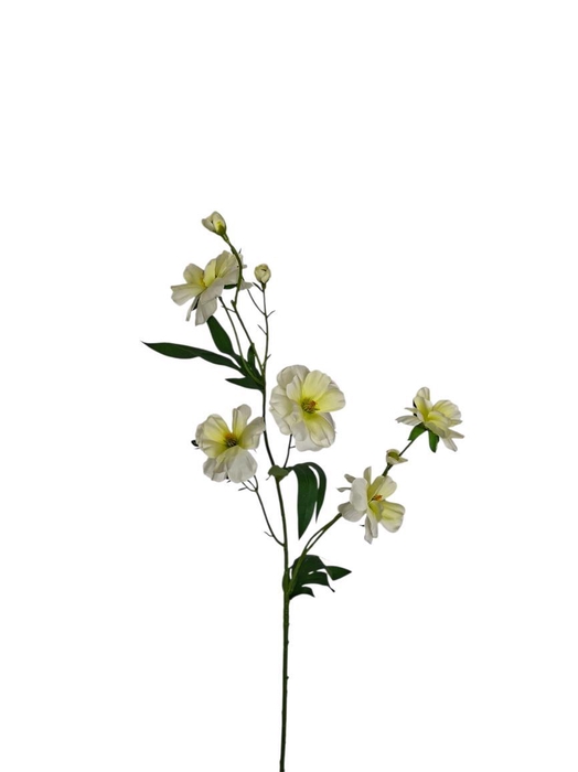 <h4>AF Ranunculus butt. x6 L75cm</h4>