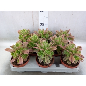 Aeonium   ...