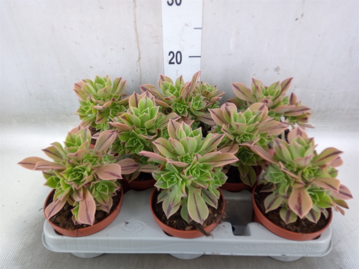 <h4>Aeonium   ...</h4>