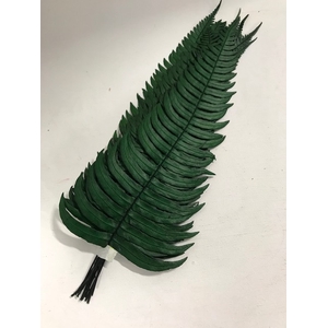 Rock fern 30/35cm